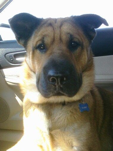 Shar Pei German Shepard mix! I have one (a rescue, of course!) and they are GORGEOUS | Cute dogs ...