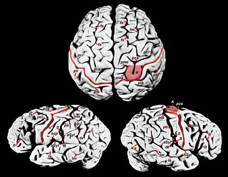 Closer Look at Einstein's Brain | Science | AAAS