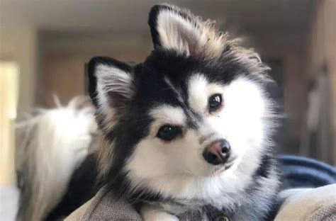 Where to Find a Pomsky: Your Ultimate Breed Guide - Pomsky Guide