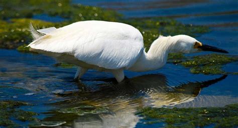 A Guide to Malibu Beach Wildlife | Malibu Beach Inn Hotel Blog