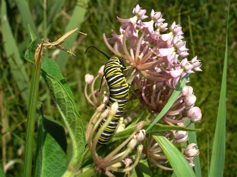 Monarch Butterflies - Fire Island National Seashore (U.S. National Park ...