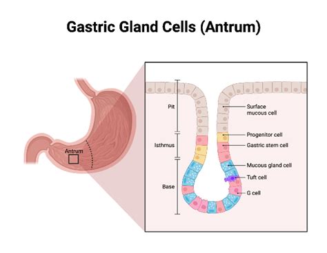 Gastric Gland Cells (Antrum) | BioRender Science Templates