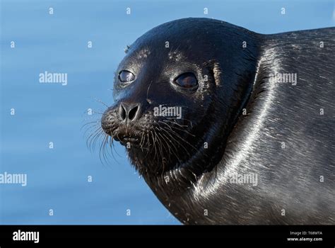 The Ladoga ringed seal. Closeup portrait. Scientific name: Pusa hispida ...