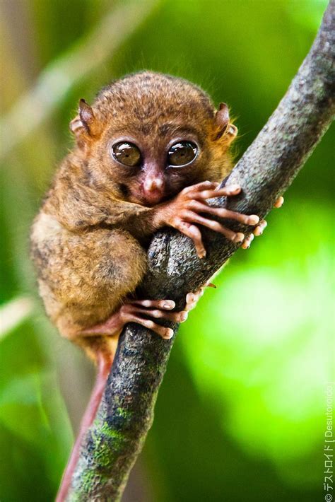 111 best images about Tarsier Monkey on Pinterest | The philippines ...