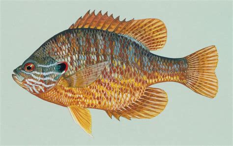 Pumpkinseed | fish | Britannica