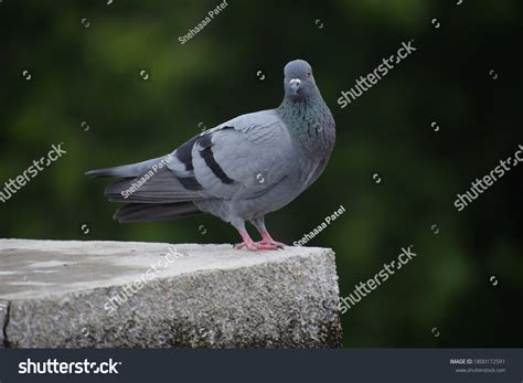 Indian Pigeon Rock Dove Rock Dove Stock Photo 1800172591 | Shutterstock