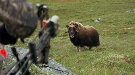 Greenland Musk Ox - Bowhunter