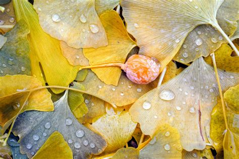 The Fall of the Ginkgo Tree Leaves - The Martha Stewart Blog