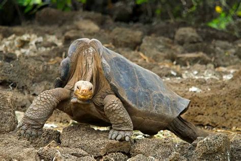 Galapagos-Tortoise-longest-living-vertebrate-animal | Environment Buddy