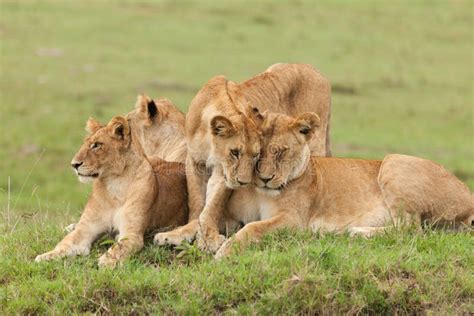 A Pride of Lions on the Grass Stock Photo - Image of lions, maasai ...