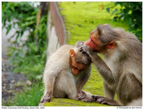 Monkey Grooming | Flickr - Photo Sharing!