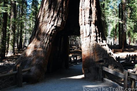 How to Hike Yosemite's Mariposa Grove - Trail Map & Guide