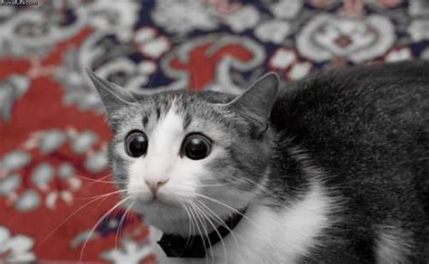 Wide-eyed cat! | Funny cats, Funny, Funny cat pictures