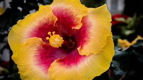 Wallpaper hibiscus, flower, petals, pollen, bright, blur, macro hd ...