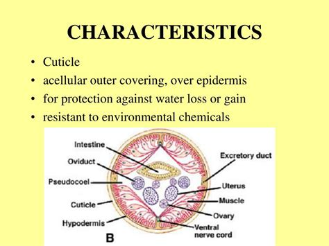 PPT - PSEUDOCOELOMATE PHYLA PowerPoint Presentation, free download - ID:1035317