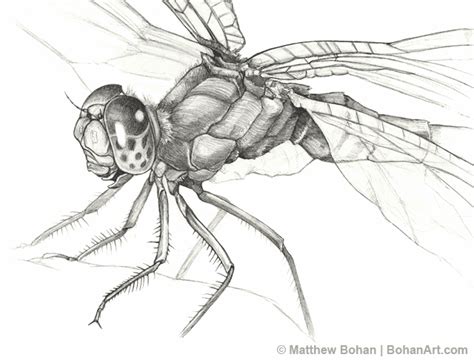 Ruby Meadowhawk Dragonfly Pencil Sketch p14 – Bohan Art