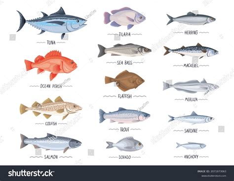 Commercial Fishes Set Fresh Raw Edible Stock Vector (Royalty Free) 2071973063 | Shutterstock