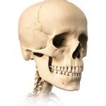 Human skull, front view. Stock Photo by ©Pixelchaos 25636929