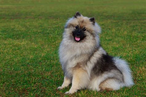 Keeshond: Dog breed characteristics & care