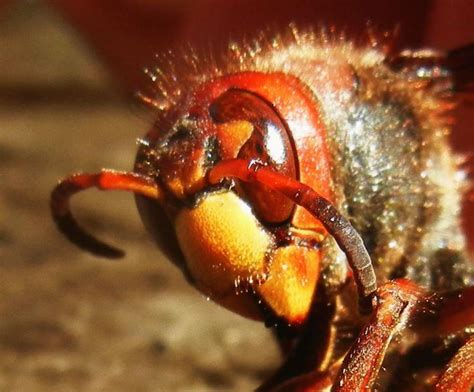 European hornet | Hornet, European