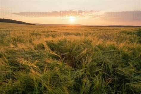 Field of tall grass at sunset - Stock Photo - Dissolve