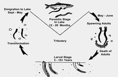 Sea lamprey and control efforts in Wisconsin | Fishing Wisconsin | Wisconsin DNR