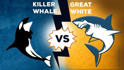 Orca Killer Whales vs Great White Sharks- Battle of the Predators ...