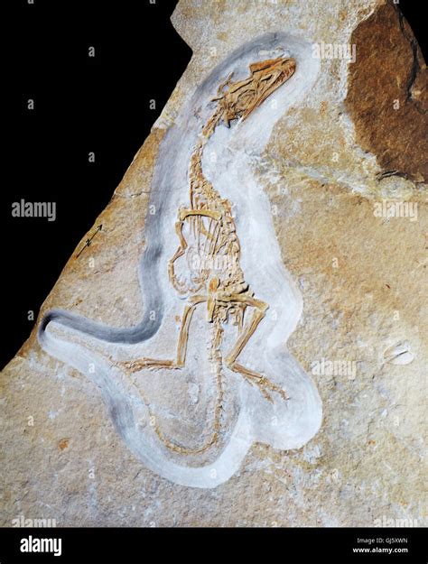 Juravenator starki fossil, late Jurassic 152-145 mya, Solnhofen Formation, Germany. Dinosaur ...