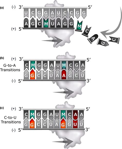 Molnupiravir: Mechanism of action, clinical, and translational science ...