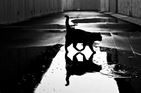 The Mysterious Lives Of Cats Captured In Black And White Photography ...