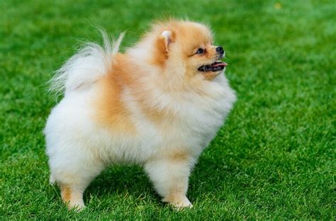 Orange Pomeranian – All Things Dogs