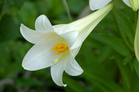 Planting Easter Lilies Outside to Save Them