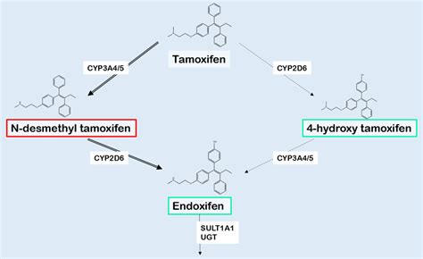 CYP2D6 and Tamoxifen Metabolism | Encyclopedia MDPI