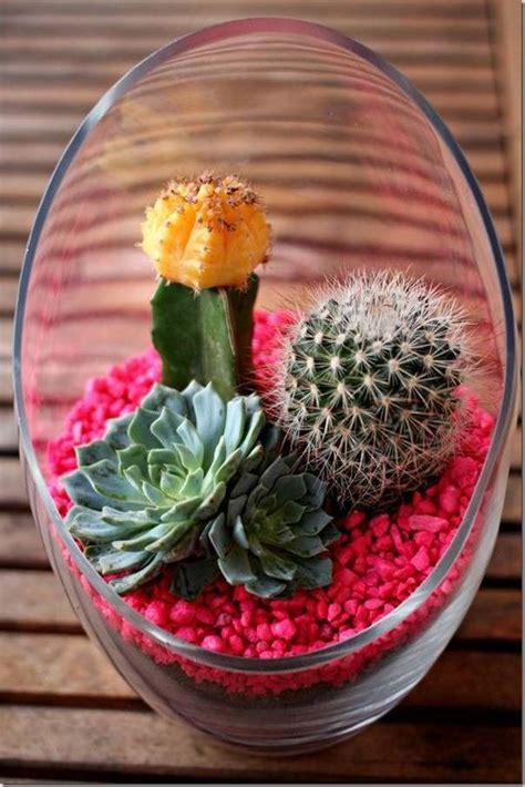 15+ Awesome Mini Cactus Gardens | Succulent gardening, Succulent terrarium, Succulents