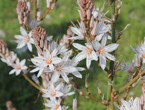 Asphodel Flower Guide: How to Grow and Care for “Jacob’s Rod”