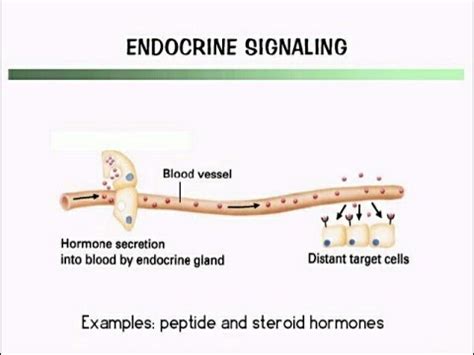 Principles of Signalling pathways Autocrine Endocrine Paracrine-Synaptic Juxtacrine direct ...