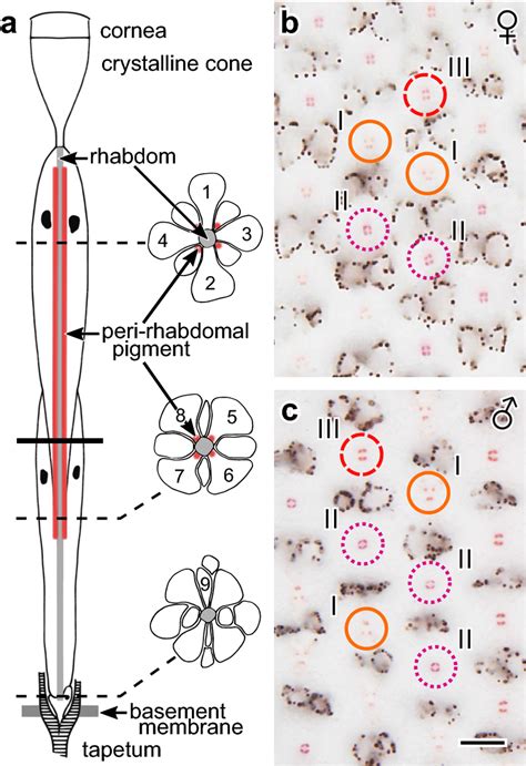 Anatomy of the ommatidia in the compound eye (fronto-ventral part) of ...