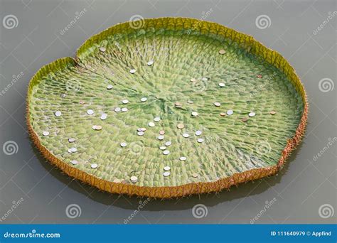 Victoria Lotus Leaf it`s Big. Stock Image - Image of plants, lily: 111640979