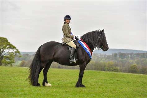 Teesdale Mercury: Showtime for Teesdale's native breed