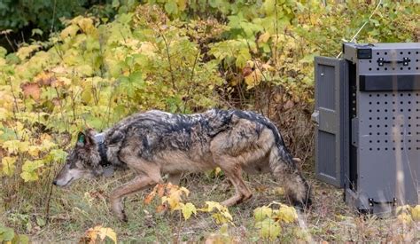 Isle Royale wolf takes advantage of rare ice bridge, leaves for mainland | MPR News