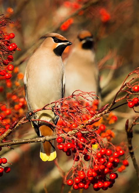 Scottish Landscape & Wildlife in Winter on Behance