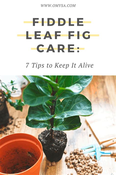 Fiddle Leaf Fig Care: 7 Tips to Keep It Alive | Fiddle leaf fig care, Fiddle leaf fig, Fig plant