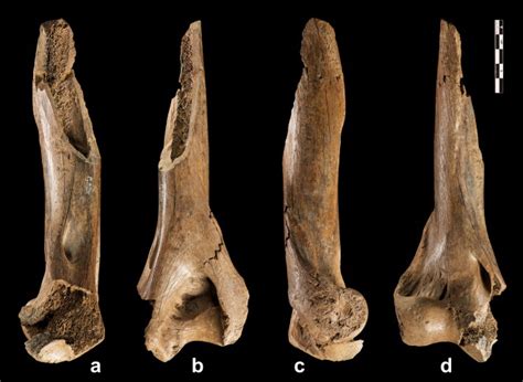 Homo heidelbergensis used highly sophisticated weapons and tools