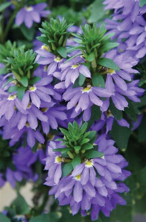 Scaevola aemula Fairy Blue | Lucas Greenhouses