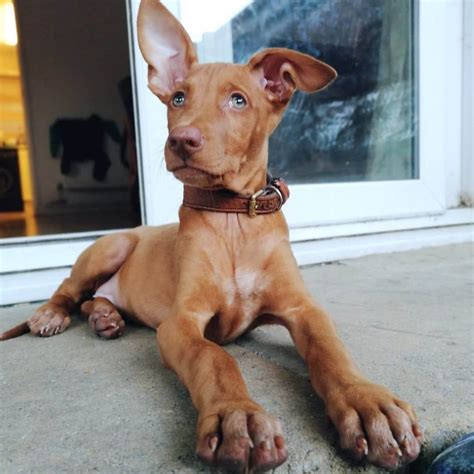 15 Photos Of Pharaoh Hound Puppies That Make Everyone Fall In Love - ilovedogscute.com