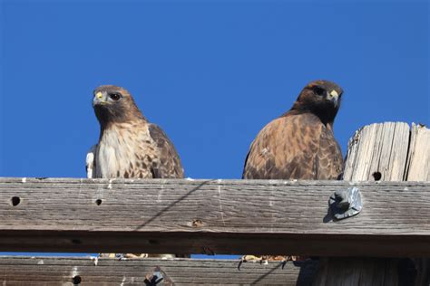 Red-tailed Hawk - East Cascades Audubon Society