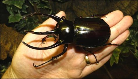 Giant Rhinoceros Beetle - Jonathan's Jungle Roadshow