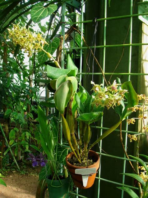 HOA PHONG LAN VIỆT-VIETNAM ORCHIRDS: Dendrobium macrophyllum A. Richard