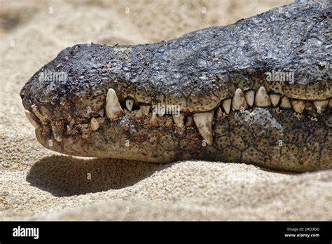 Nile crocodile teeth - Crocodylus niloticus Stock Photo - Alamy