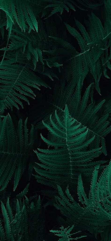 ob55-green-leaf-dark-nature-wallpaper